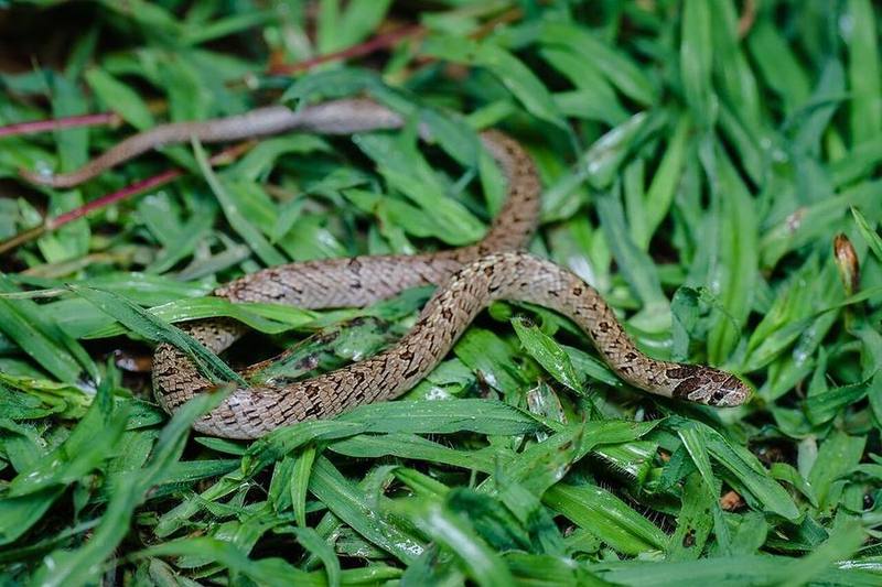 Oligodon barroni