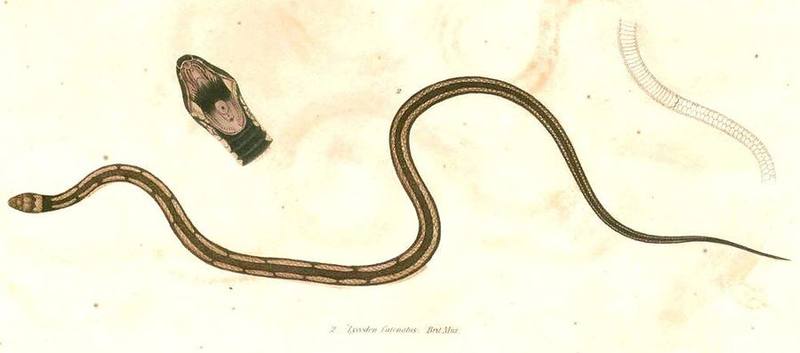Oligodon catenatus