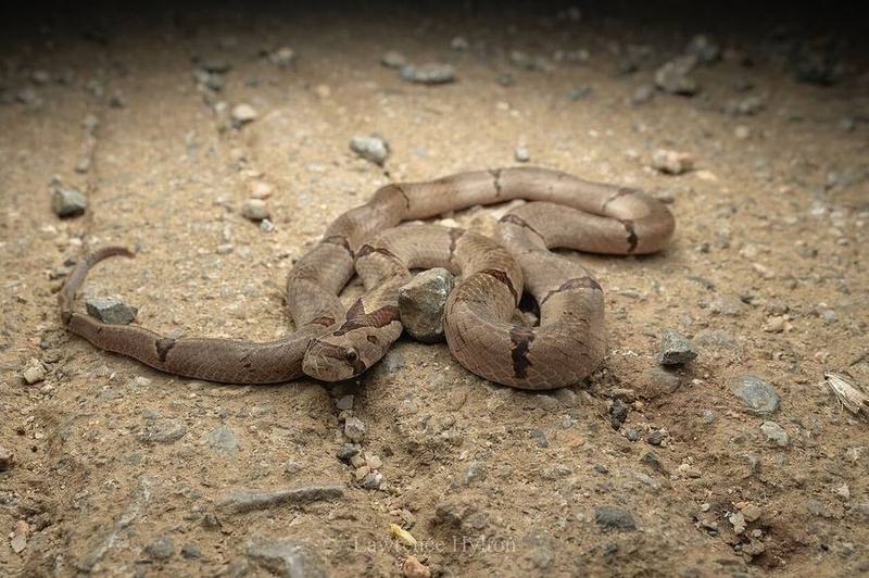 Chinese Kukri Snake