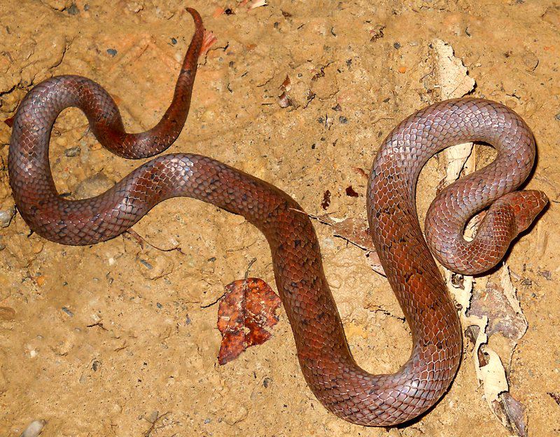 Oligodon cinereus