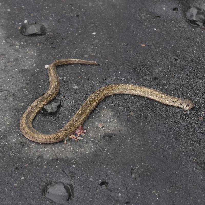 Oligodon cyclurus