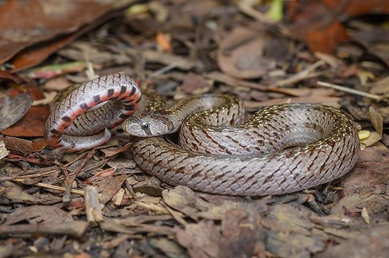 Oligodon deuvei
