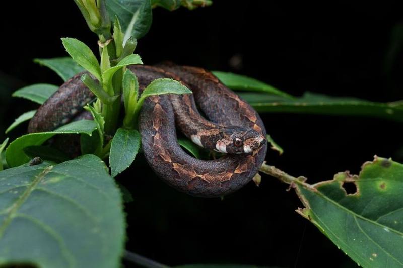 Oligodon eberhardti