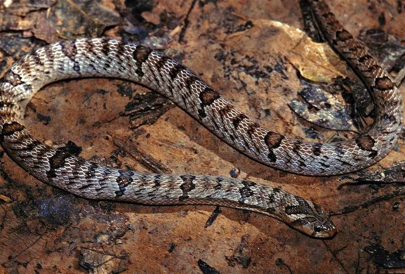 Small-banded Kukri Snake
