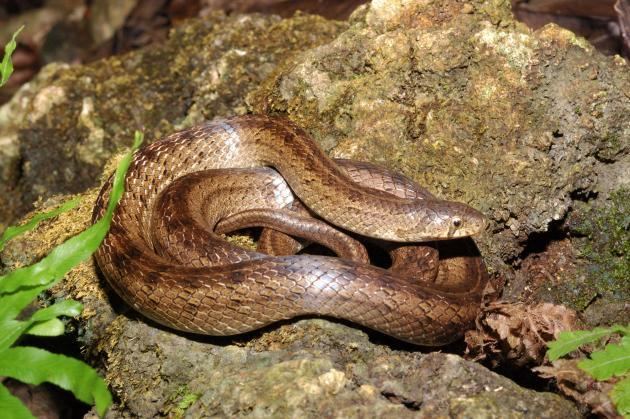 Formosa Kukri Snake