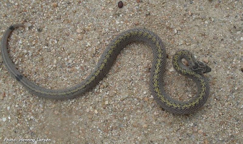 Oligodon mouhoti