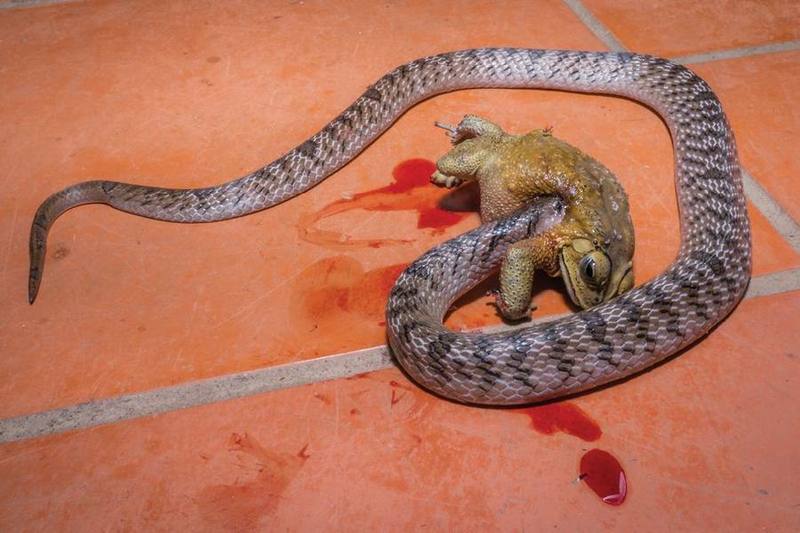 Oligodon ocellatus