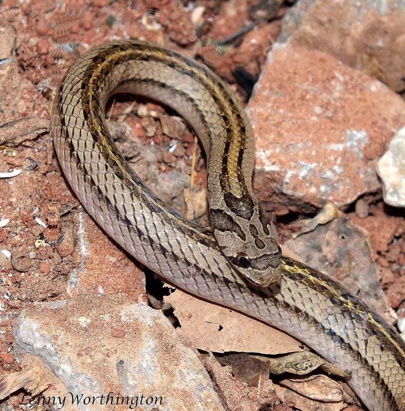 Oligodon taeniatus