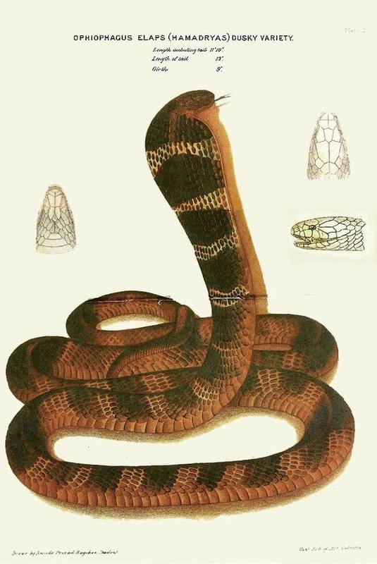King Cobra