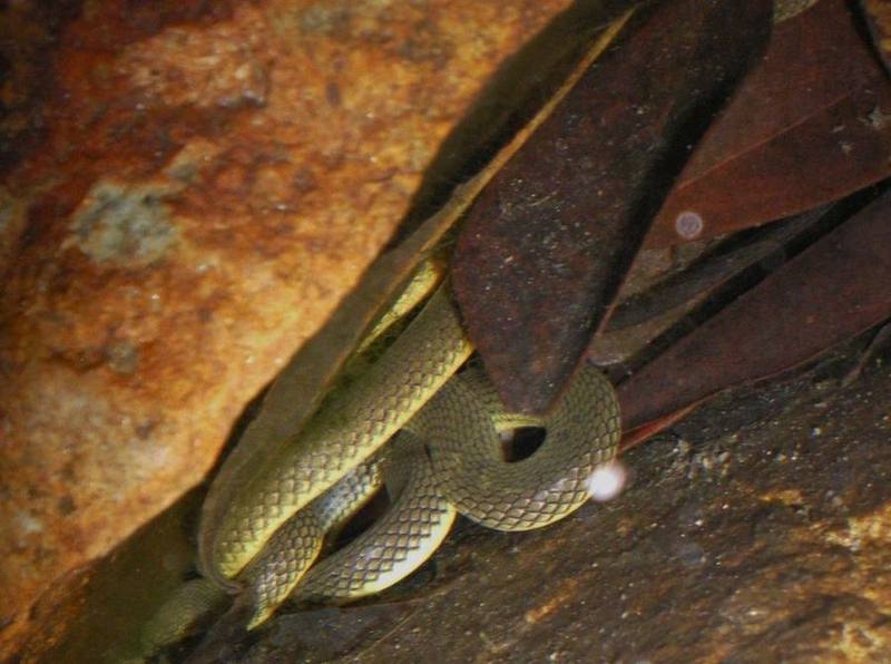 Anderson's Stream Snake