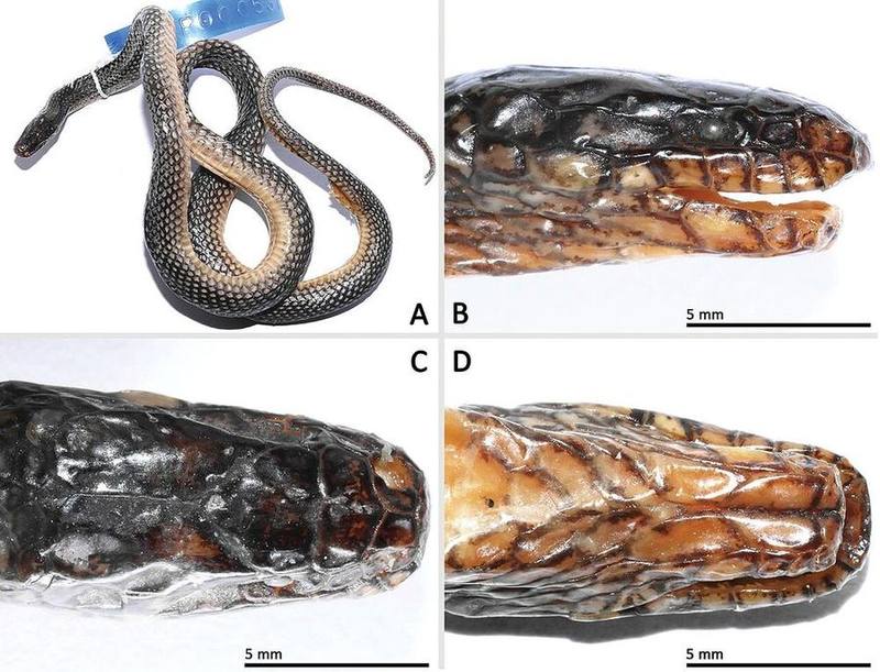Opisthotropis haihaensis