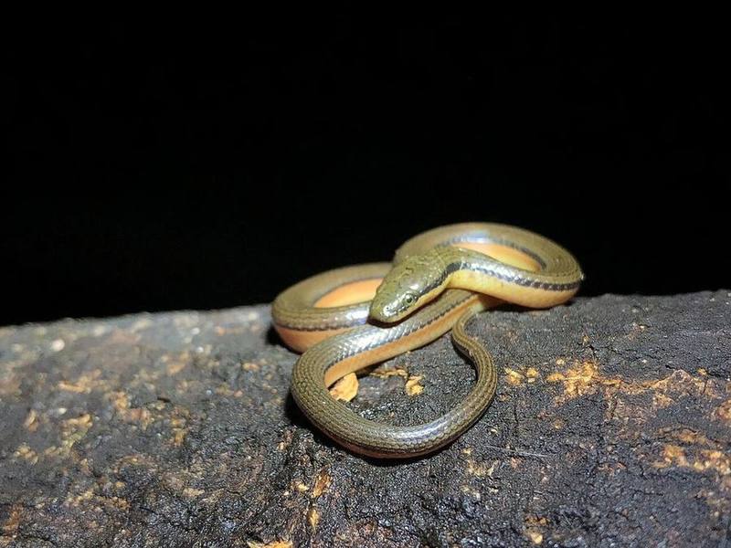 Opisthotropis lateralis