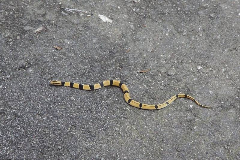Red Bamboo Rat Snake