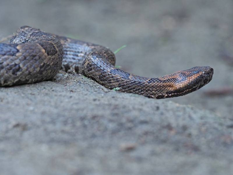 Chinese Mountain Pit Viper