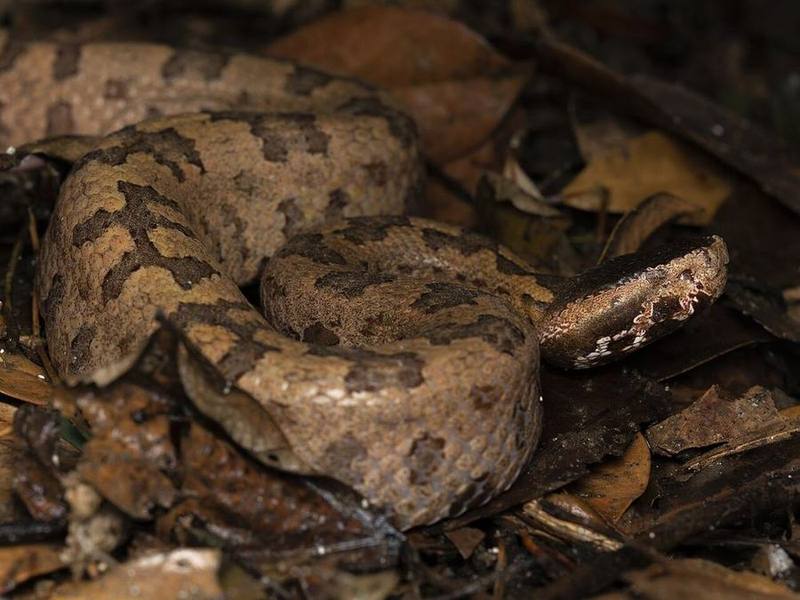 Ovophis tonkinensis