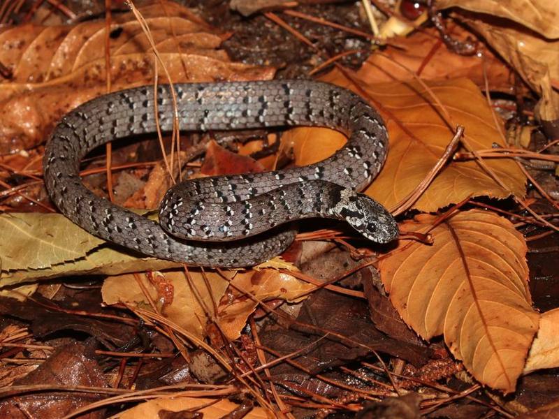 Pareas macularius