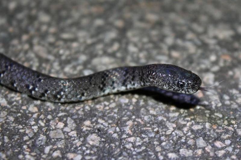 White-spotted Slug Snake