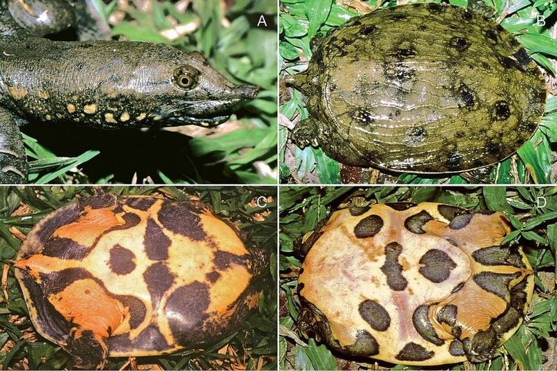 Spotted Softshell Turtle