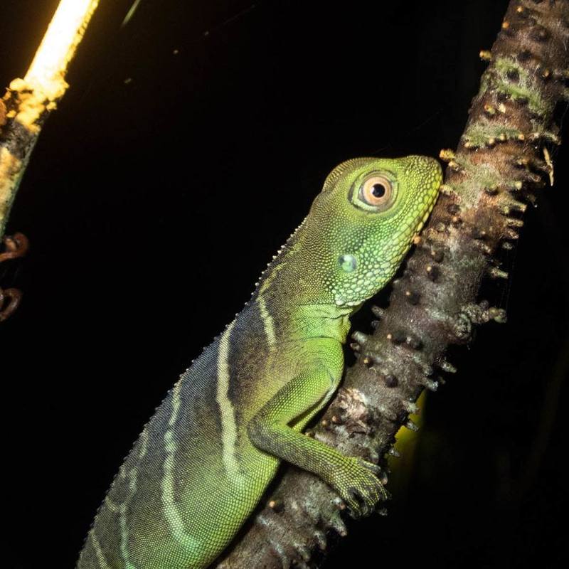 Chinese Water Dragon
