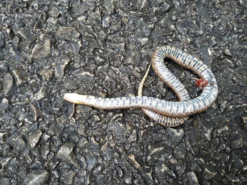 Assam Mountain Snake
