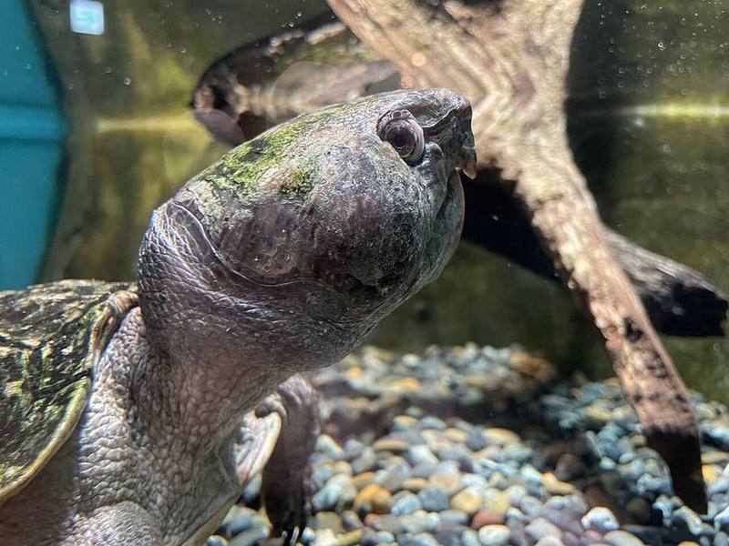 Big-headed Turtle