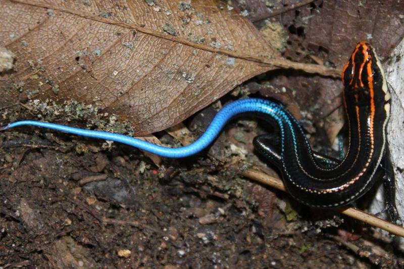 Plestiodon elegans