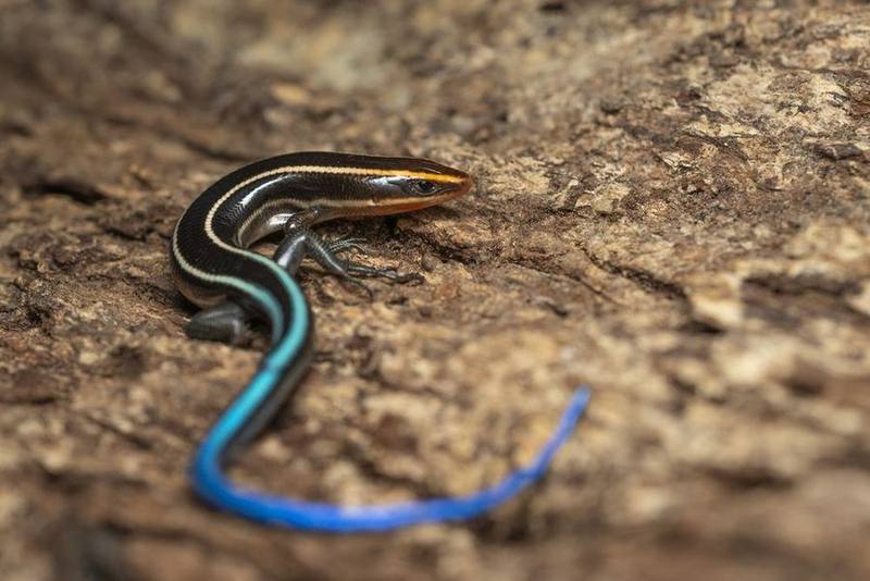 Plestiodon quadrilineatus