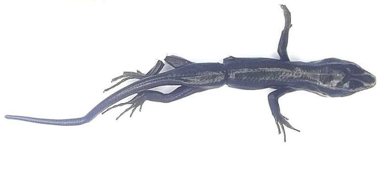 Plestiodon tamdaoensis
