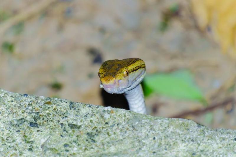 Protobothrops mucrosquamatus
