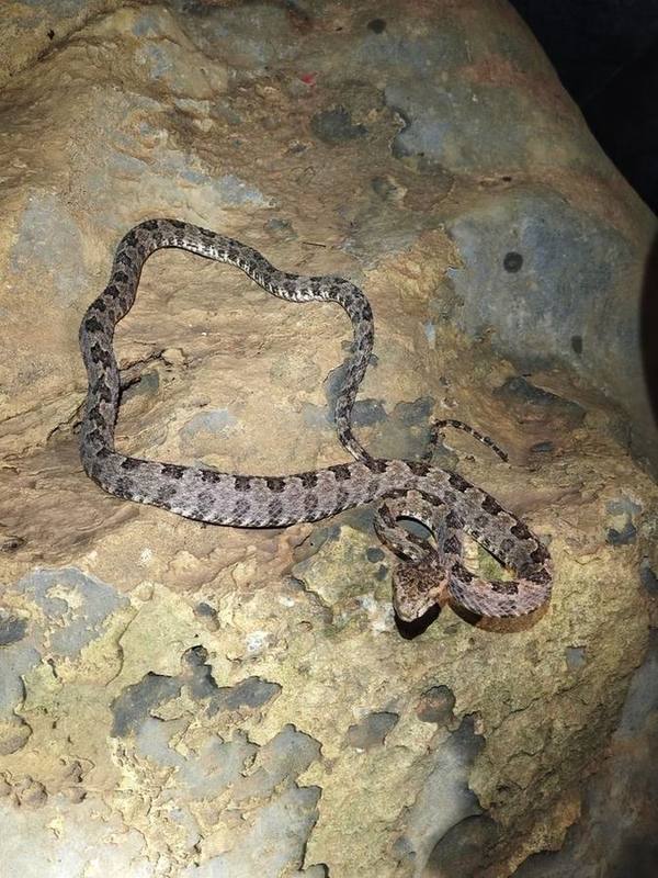 Three Horned-scaled Pit Viper