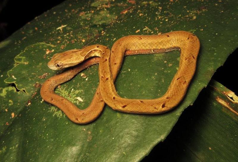 Common Mock Viper