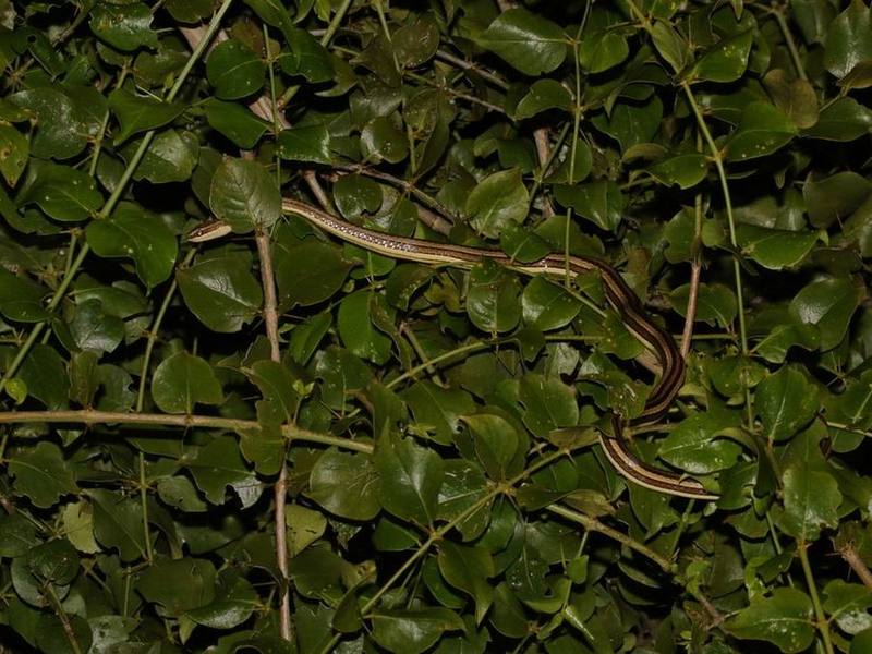Indo-Chinese Sand Snake