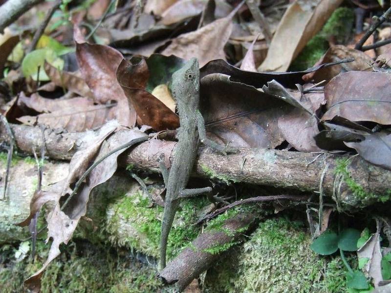Pseudocalotes brevipes