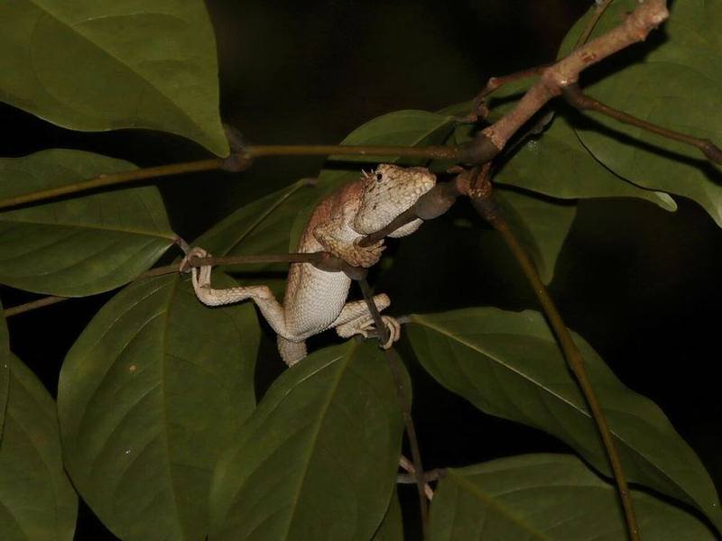 Flower's Forest Agamid