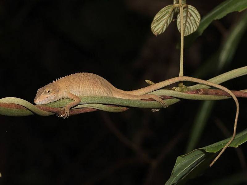 Burmese False Bloodsucker