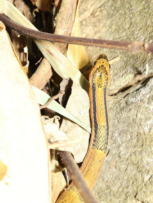 Bamboo Snake