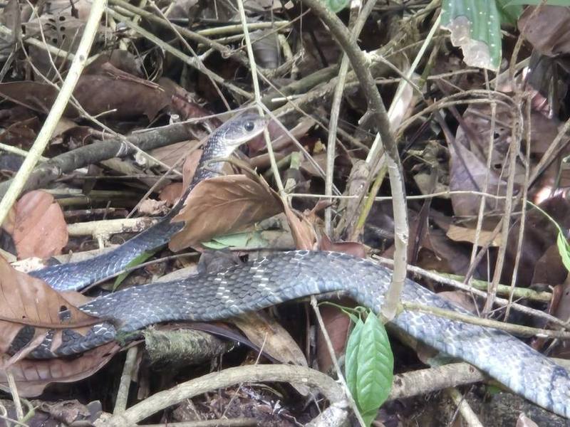 Carinate Rat Snake