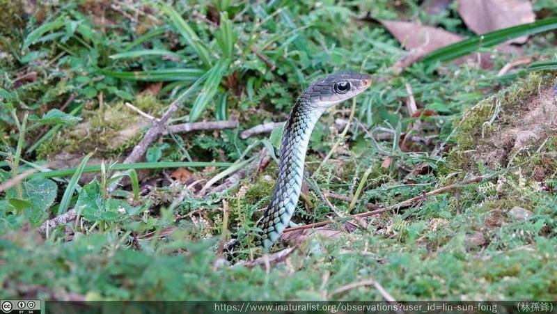 Big-eyed Rat Snake
