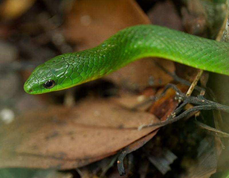 Chinese Green Snake