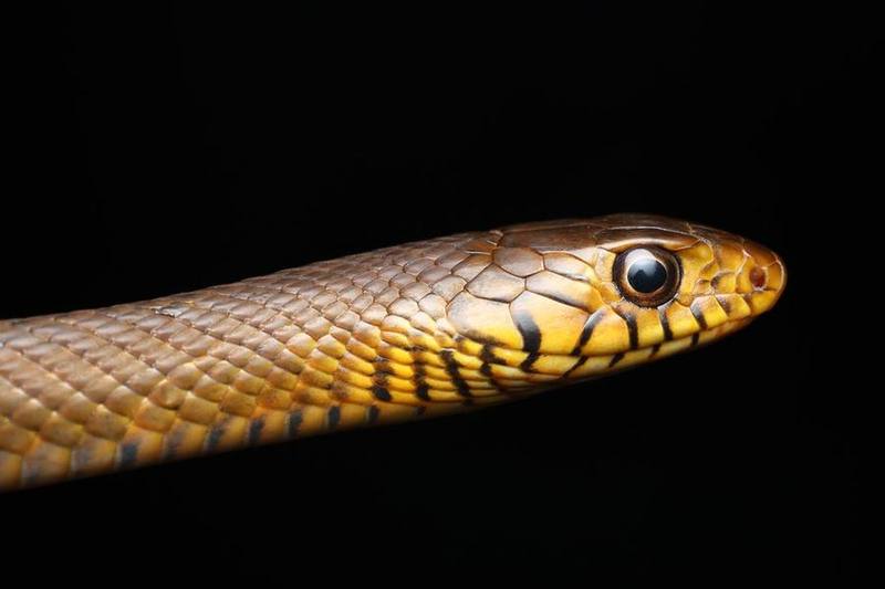 Oriental Rat Snake