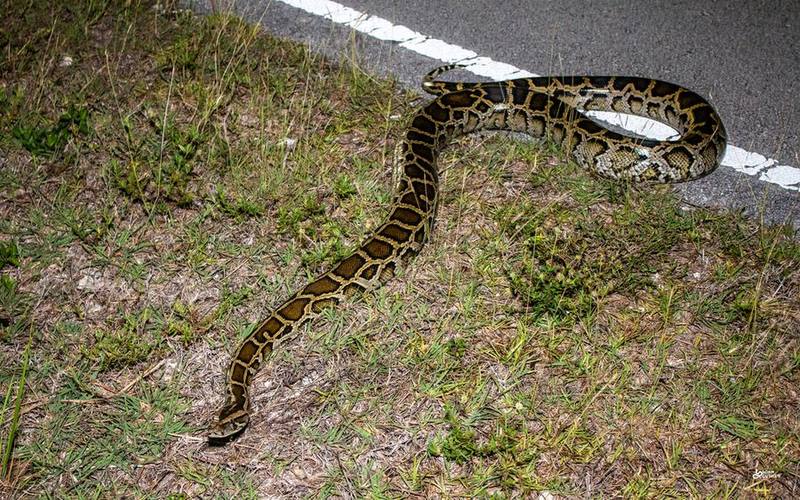 Burmese Python