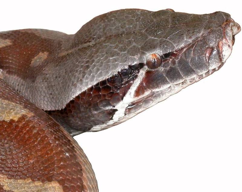 Brongersma's Short-tailed Python