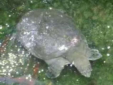 Yangtze Giant Softshell Turtle