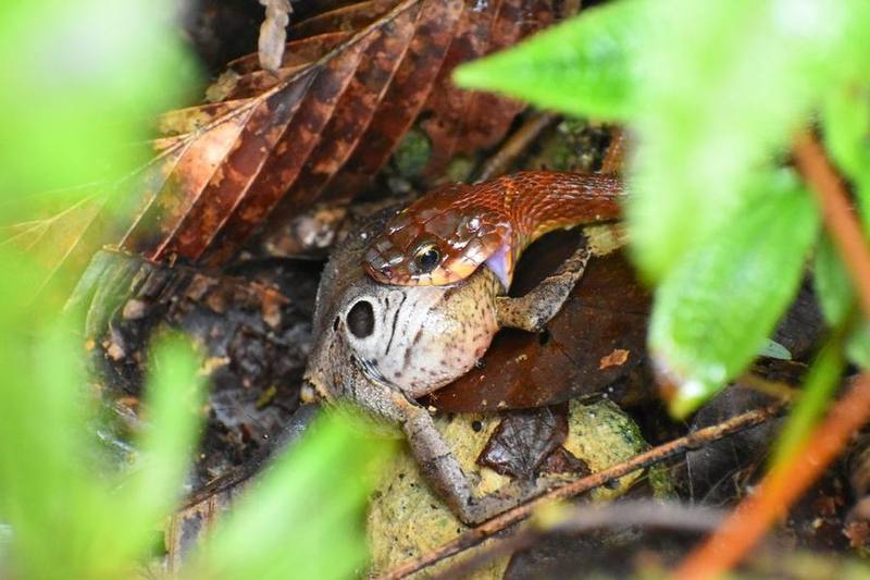 Chrysargos Keelback