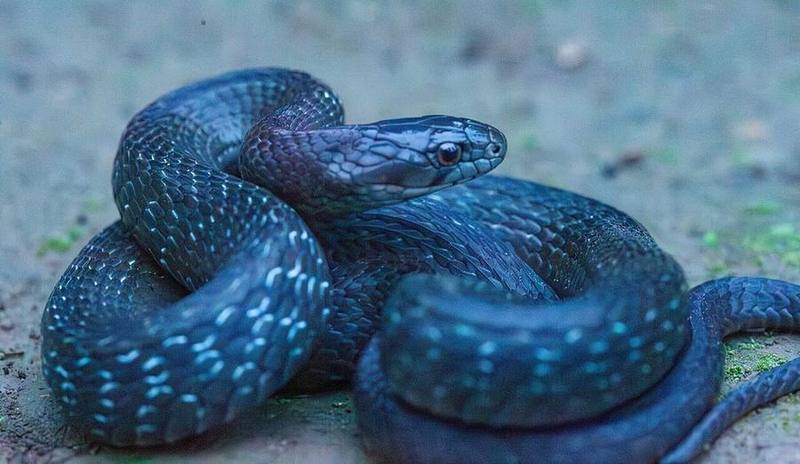 Rhabdophis leonardi