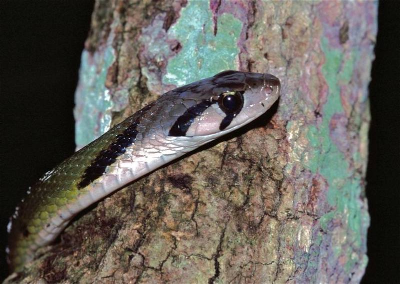 Black-striped Keelback