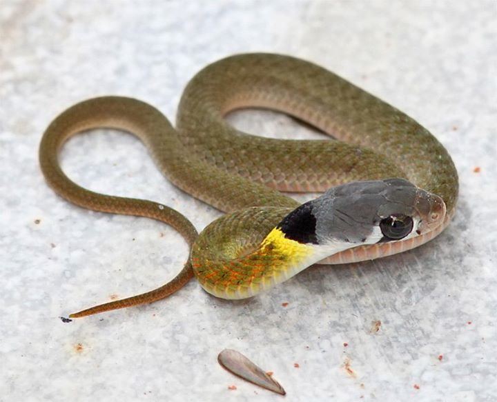 Rhabdophis siamensis