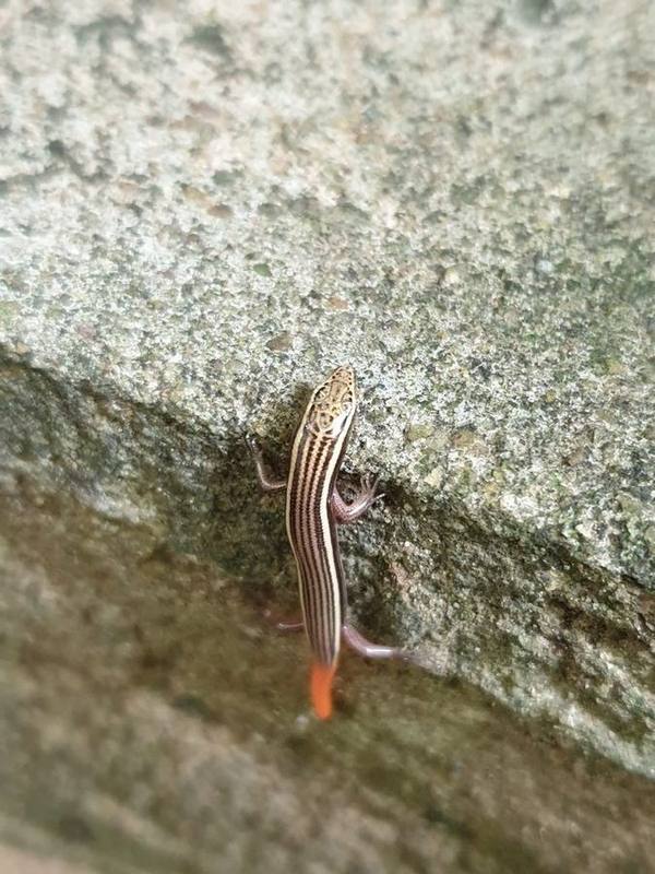 Common Dotted Garden Skink
