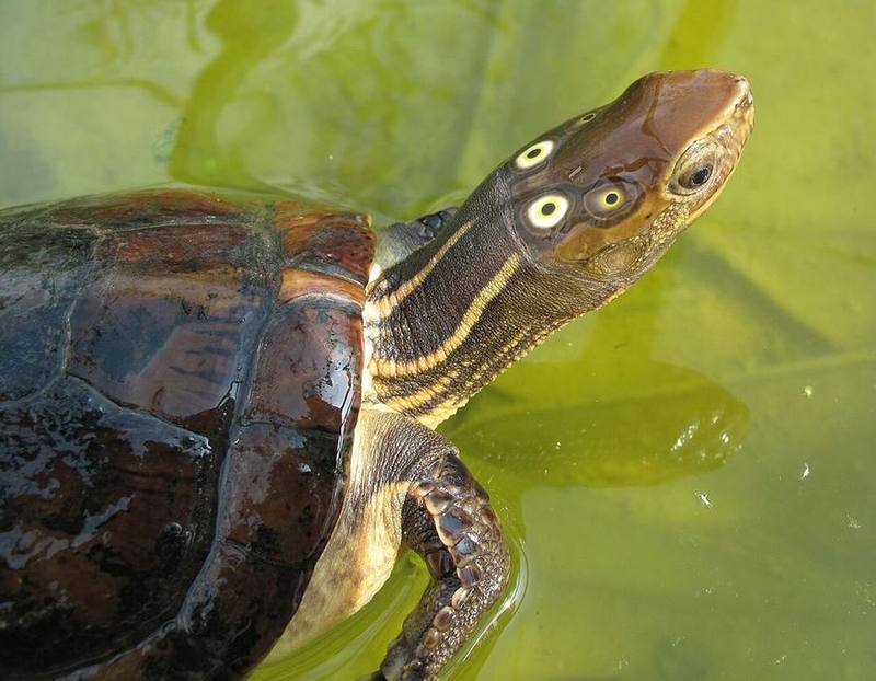 Four-eyed Turtle
