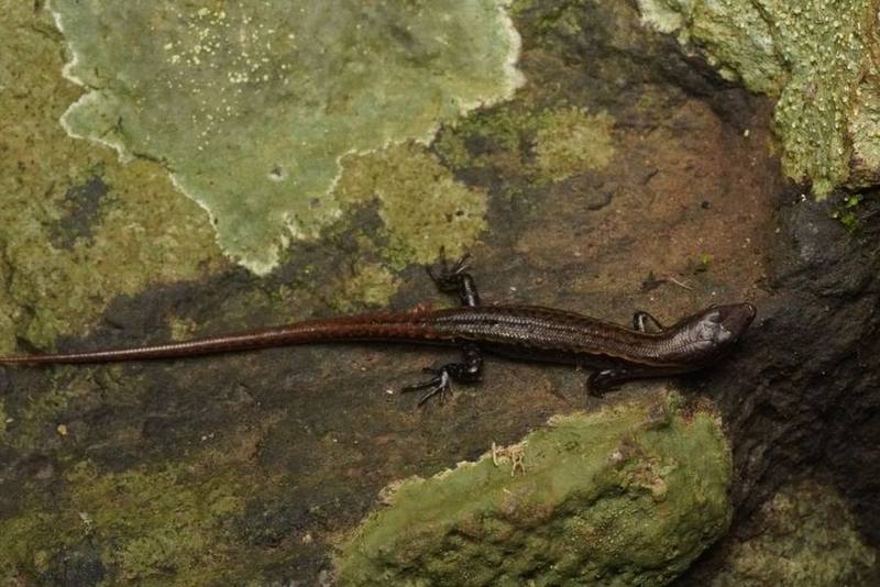 Scincella badenensis